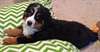 Chiots bouvier bernois disponibles - photo 2