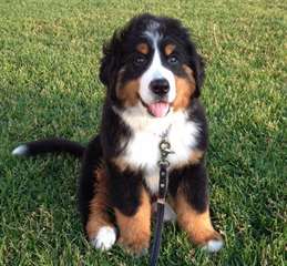 Chiots bouvier bernois disponibles