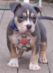 Pitbull Terrier américain Chiots fous disponibles,