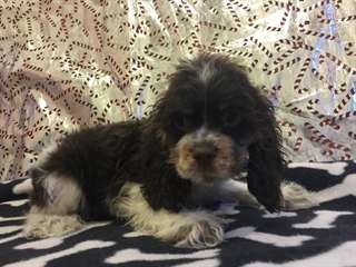 Cocker Spaniel, American Chiots fous disponibles,