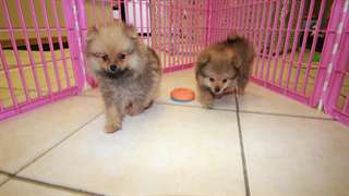 chiot de Poméranie Chiots fous disponibles, actuel