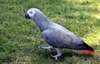 adorables perroquets gris d'afrique pour adoptoin - photo 1