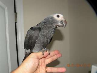 Babies- de dépôts gris d'Afrique avec l'entreprise