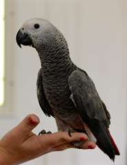 Gris Congo africaine aimer sympathique oiseau beso
