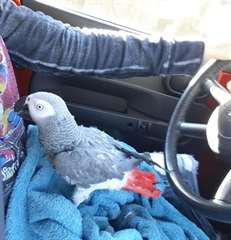 Gris d'Afrique pour la maison Nous avons les bébés