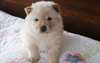Chow chow enregistré - photo 1