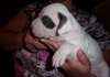 Magnifiques chiots pitt bull - photo 1