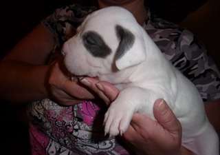 Magnifiques chiots pitt bull