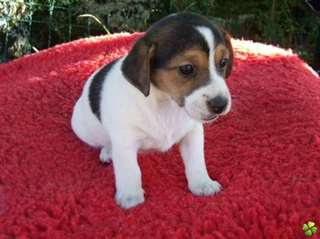 Petit chiot beagle mâle et femelle,