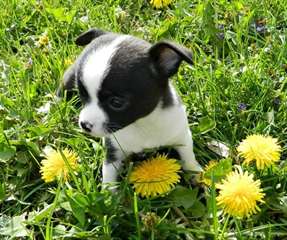 adorable chiot Chihuahua de pure race