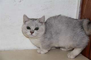 chatons Munchkin quelques-uns gauche pour Noël Ven