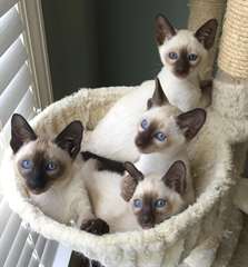 Chatons siamois, de type moderne, très élégant (vo