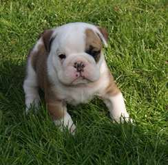 adorable chiot BULLDOG ANGLAIS disponible de suite