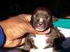 American Bully - photo 1
