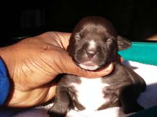 American Bully