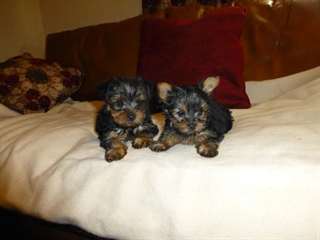 Deux belles chiots yorkshire à la recherche d'une