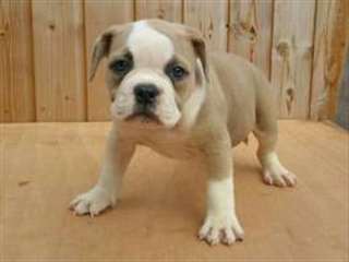 Prêt. Top Alapaha Bulldogs sang qualité Bleu Top