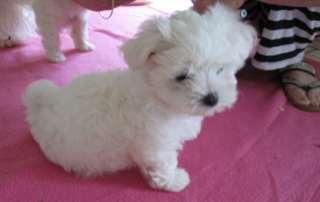 A donner magnifique Bichon maltais (pour Noël)