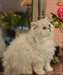 Superbes chatons persan - photo 1