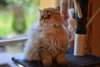 Superbes chatons persan - photo 2