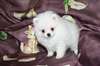 Magnifiques Chiots Spitz nain blancs - photo 1
