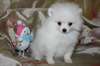 Magnifiques Chiots Spitz nain blancs - photo 2