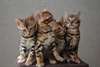 Magnifiques chatons Bengal - photo 1