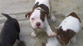 Chiots bouledogue americain