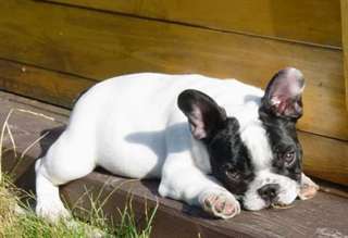Donne chiot type bouledogue français femelle