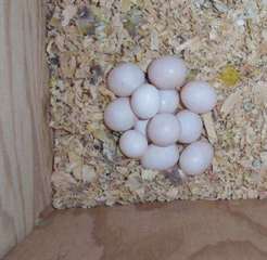 B&#233;b&#233;s perroquet et le perroquet fertile oeufs