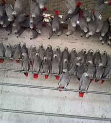 Bébés gris africains perroquets à vendre