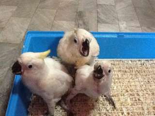 B&#233;b&#233;s cacato&#232;s perroquets &#224; vendre