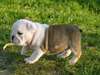 Magnifiques Chiots Bulldog Anglais - photo 2