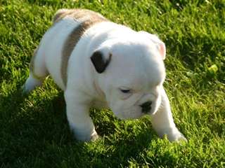Magnifiques Chiots Bulldog Anglais