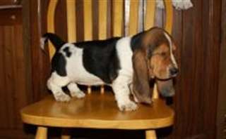 Chiots Basset Hound masculins et féminins.