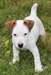 Pour Noel adorable chiot jack russel de pure race - photo 2