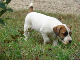 Pour Noel adorable chiot jack russel de pure race