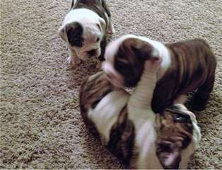 Superbes chiots bulldog anglais