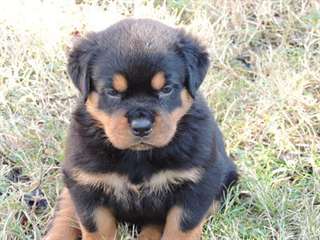 Chiot rottweiler