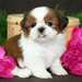tres beaux chiots shih tzu pour adoption - photo 1