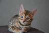 Magnifiques chatons bengal contre bon soins - photo 2