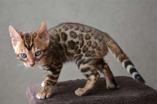 Magnifiques chatons bengal contre bon soins