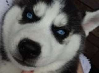 husky Fille et garçon magnifique.