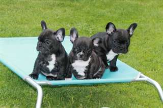Superbe bleu bouledogue français