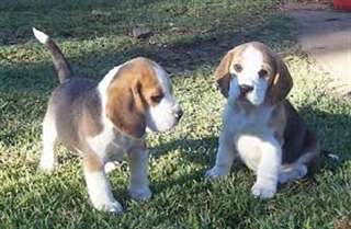chiot beagle