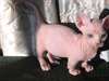 Une beaux chatons sphynx - photo 1