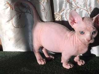 Une beaux chatons sphynx