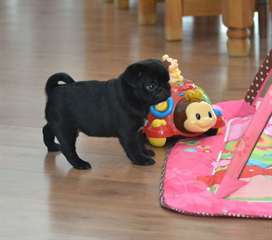 Superbes chiots carlin noirs