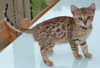 Magnifiques chatons Bengal