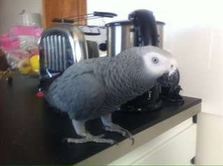 perroquets grisdu gabon